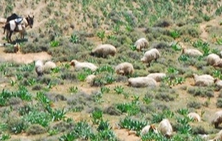 Sheeps on the slopes of Jordan